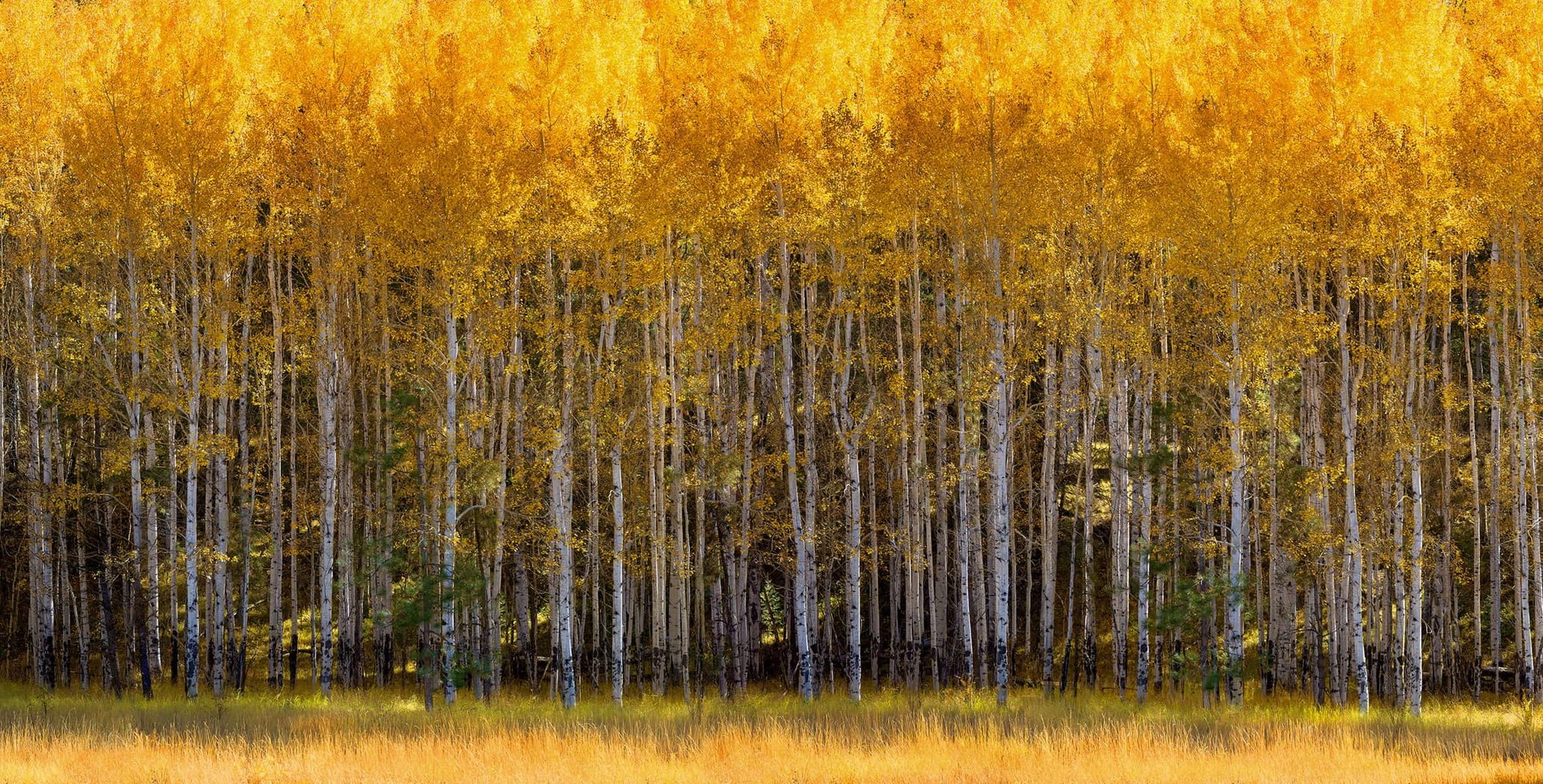 Aspen Vista - 22 x 44