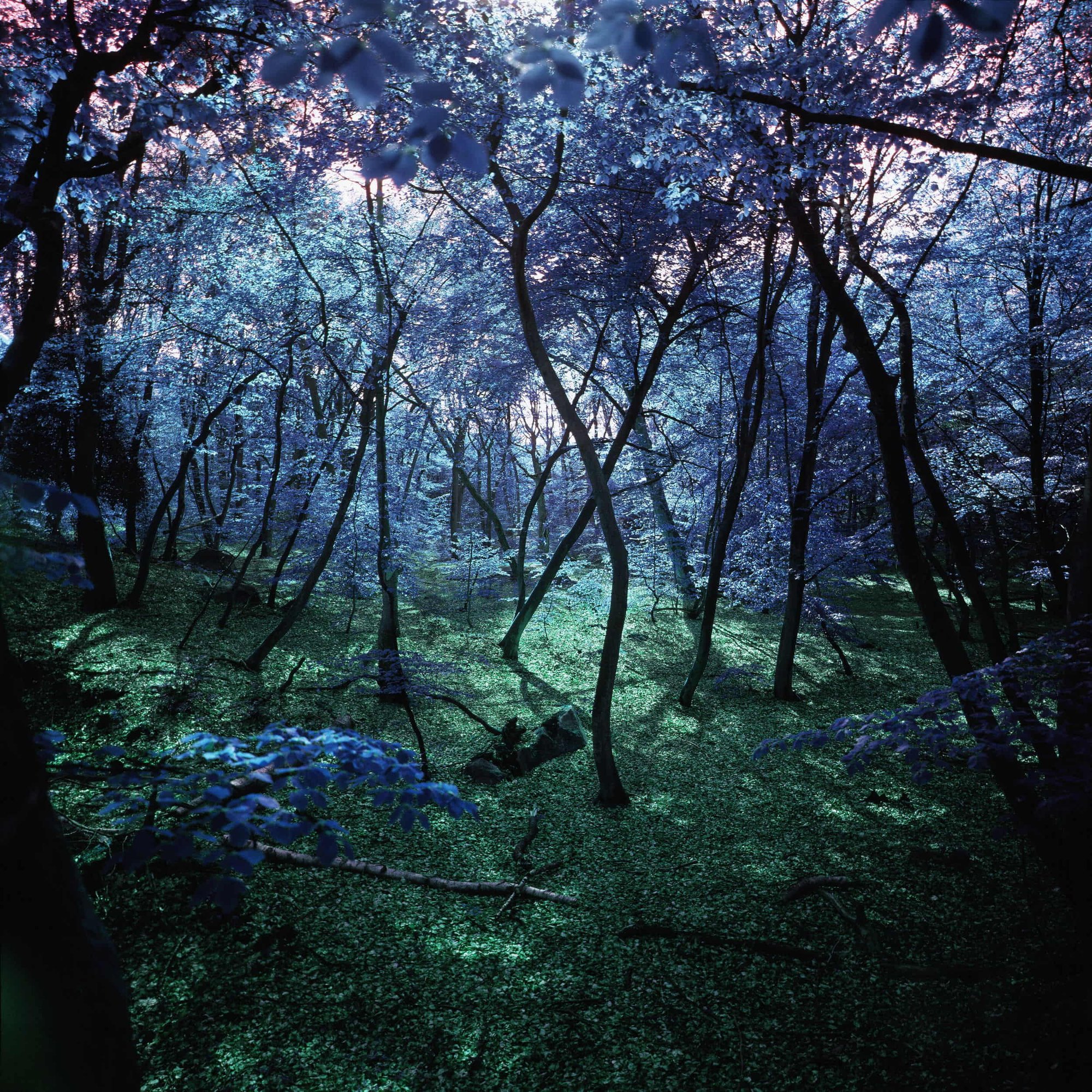 Wonderland I - 40 x 40